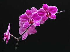 photo "Orchid in my window"