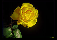 фото "Yellow loneliness"