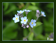photo "Forget-me-not..."