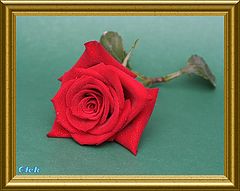 фото "A single rose"