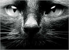 фото "Cat portrait"