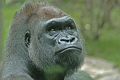 photo "Elder sister of human 2"