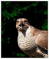 фото "Hawk"