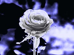 photo "Snow rose"