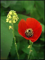 фото "Couple :)"