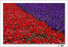 photo "flower"