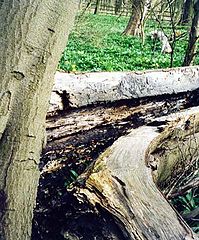 фото "Death of a Tree Finale"