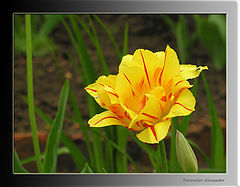 photo "Tulips"