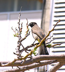 photo "Bird 5"