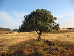 photo "Tree"