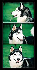 photo "))) GLAZASTIK))) I dont know how this word in engl"