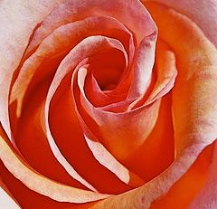 фото "Peach Rose"