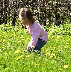 photo "Dandelion"