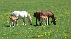 фото "family Horse"
