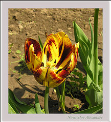 photo "Tulips"
