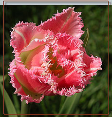 photo "Tulip for Tani"