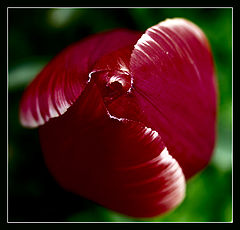 photo "Aspiration."