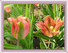 photo "Tulips"