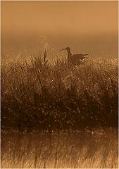 фото "Once in a morning"