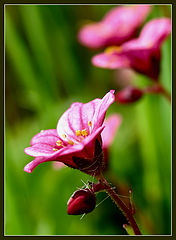 photo "***"