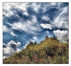 фото "flowers power"