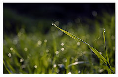 фото "Dewdrops"
