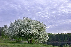 photo "apple blossom"