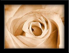 фото "Rustic Rose"