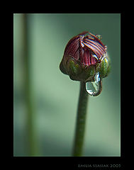 фото "tear"