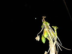 фото "the moon"