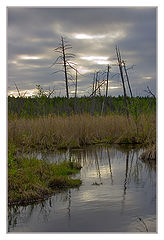 photo "swamp before the rain"