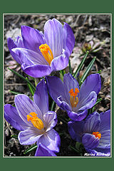 photo "First flowers"