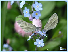 photo "Spring... Love..."