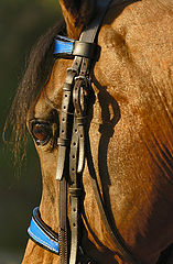 photo "From the Side"