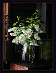 photo "Bouquet of a bird cherry."