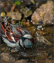 photo "Bathing"