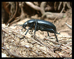 фото "cockroach"