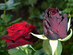 фото "roses"