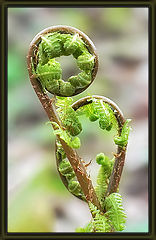 photo "When the fern blossoms..."