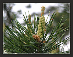 photo "Close to the sky..."