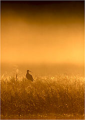 фото "Once in a morning 3"