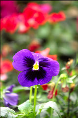 фото "the flower"