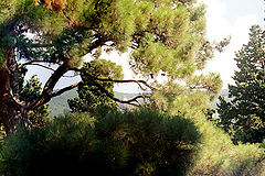 photo "Untitled photo"
