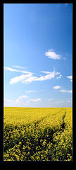 фото "Yellow Road"