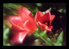 photo "Floret Scarlet and its small daughter..."