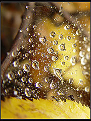фото "*"