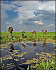 photo "ZX 3"