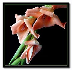 photo "arching gladioli"