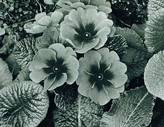 фото "SpringtimeNo2 B&W"