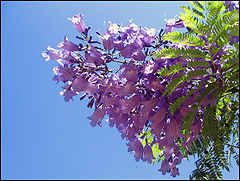 photo "trees is flowering"